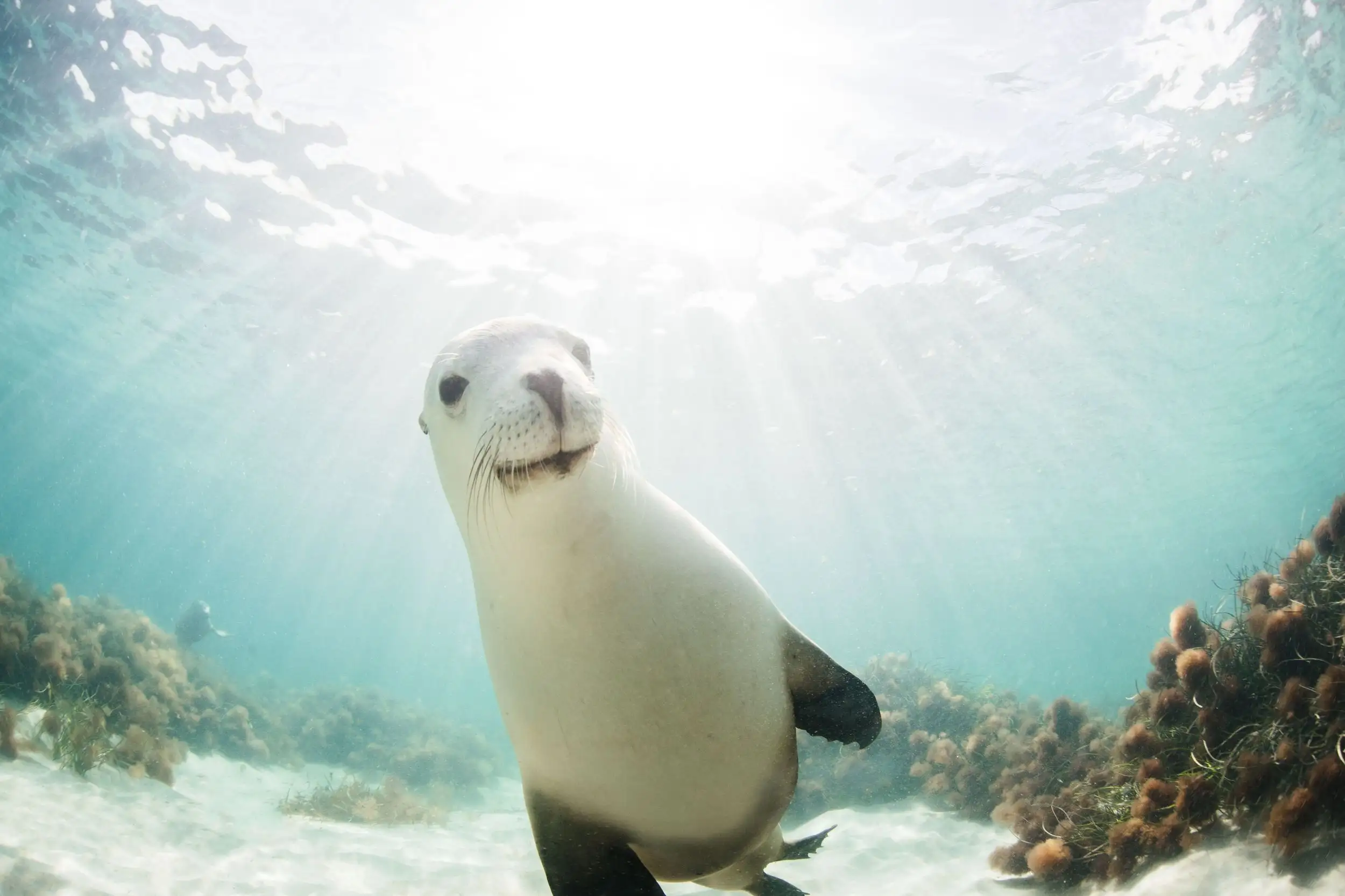Australian Wildlife Journeys