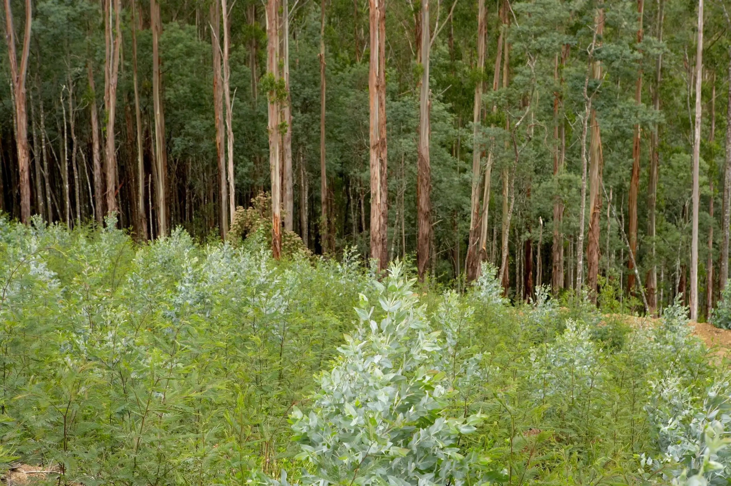 Featured Forestry