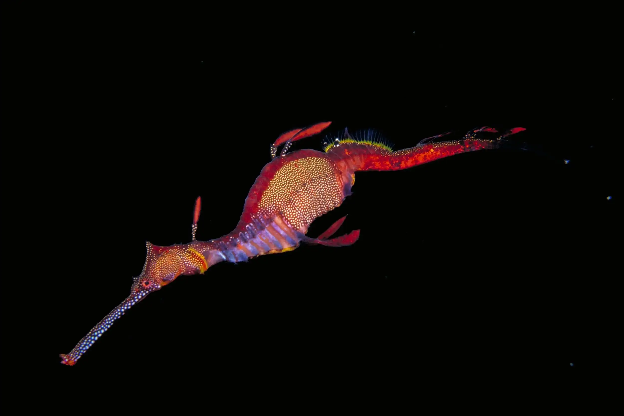 Fauna