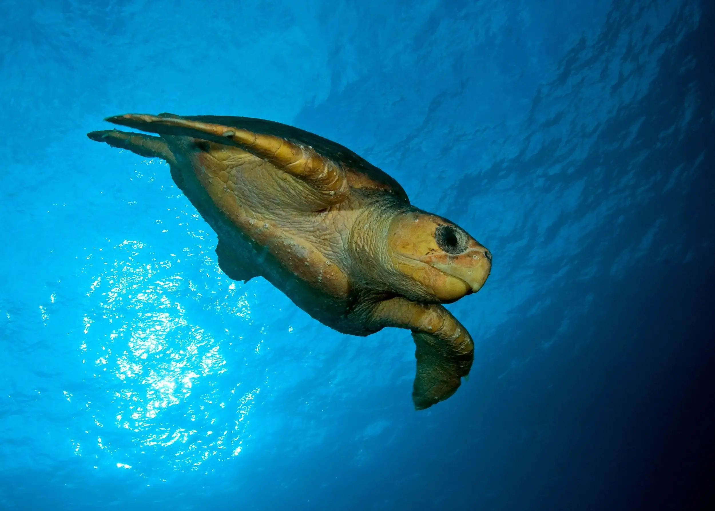 Temperate East Marine Parks Network