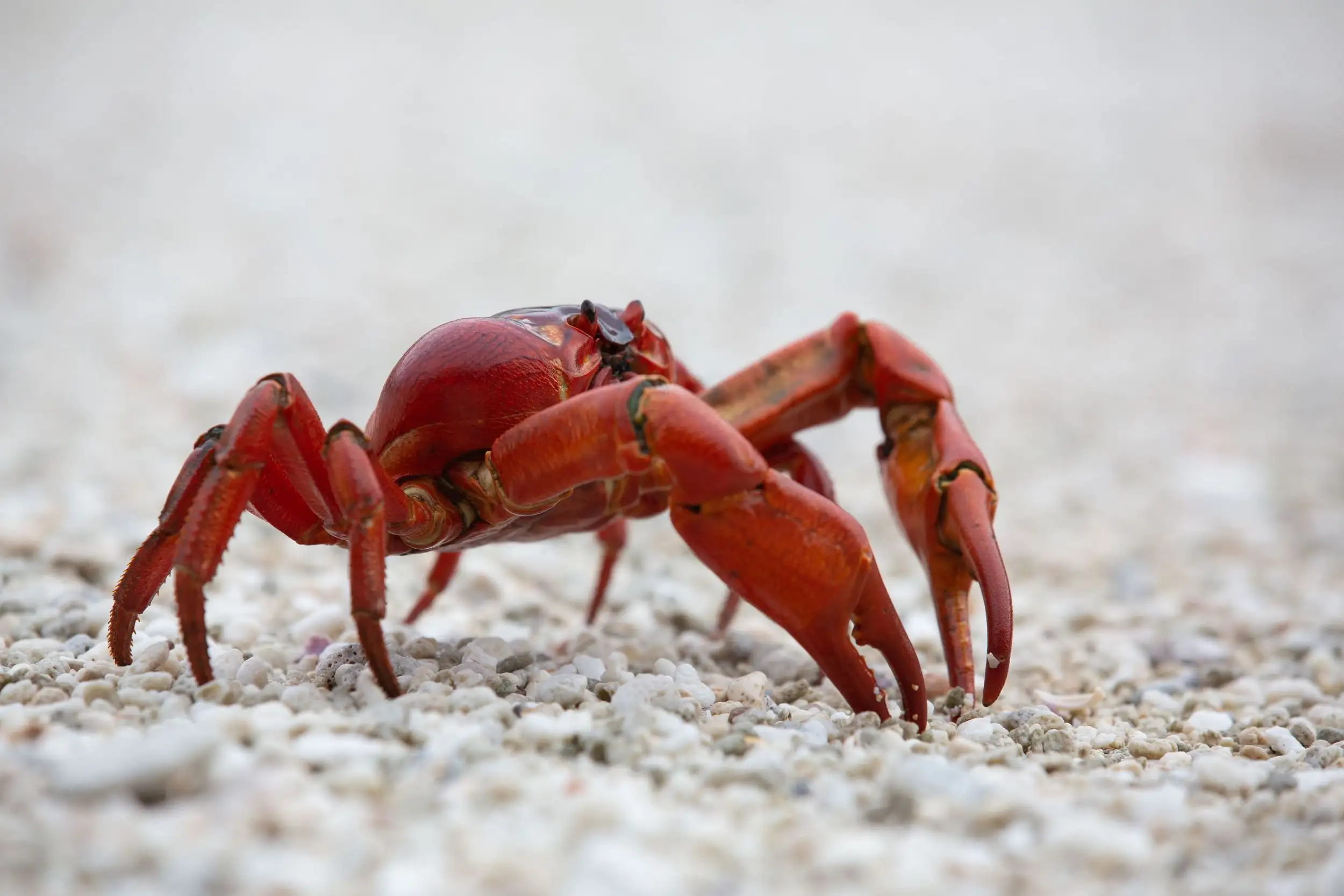 Christmas Island National Park